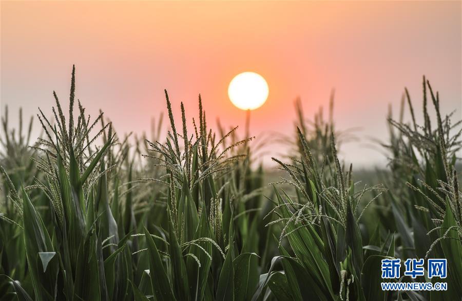 (在習近平新時代中國特色社會主義思想指引下——新時代新作為新篇章·習近平總書記關(guān)切事·圖文互動)(7)讓百姓吃得飽還要吃得好——夯實糧食安全基礎(chǔ)端牢中國飯碗