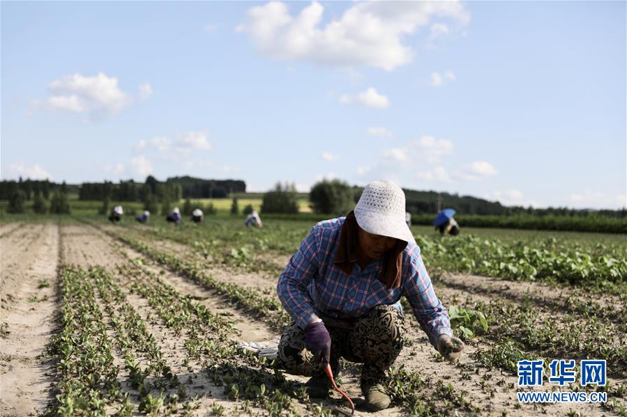 (決戰(zhàn)決勝脫貧攻堅·圖文互動)(1)脫貧致富新“良藥”