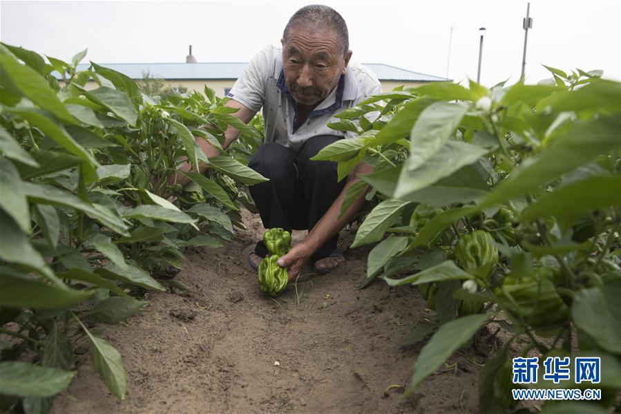 (決戰(zhàn)決勝脫貧攻堅(jiān)·圖文互動(dòng))(3)幸福村的幸福“菜”事