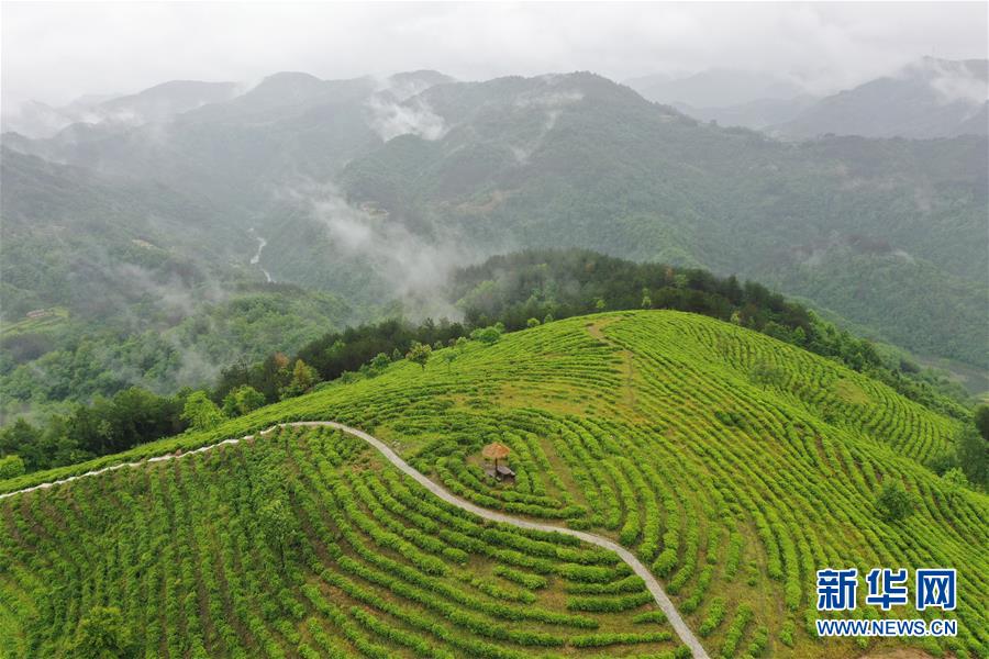 （走向我們的小康生活·圖文互動(dòng)）（8）綠了青山，紅了日子——秦巴山區(qū)群眾繪出小康“調(diào)色板”