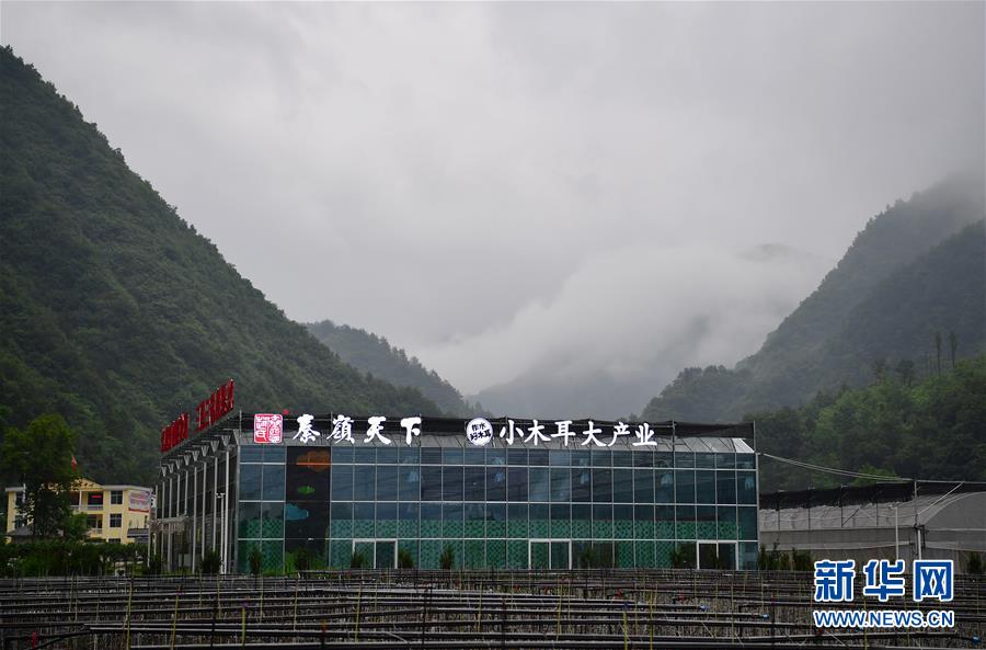 (新華全媒頭條·走向我們的小康生活·圖文互動)(3)蹚出綠色小康路——陜南秦巴山區(qū)的脫貧答卷