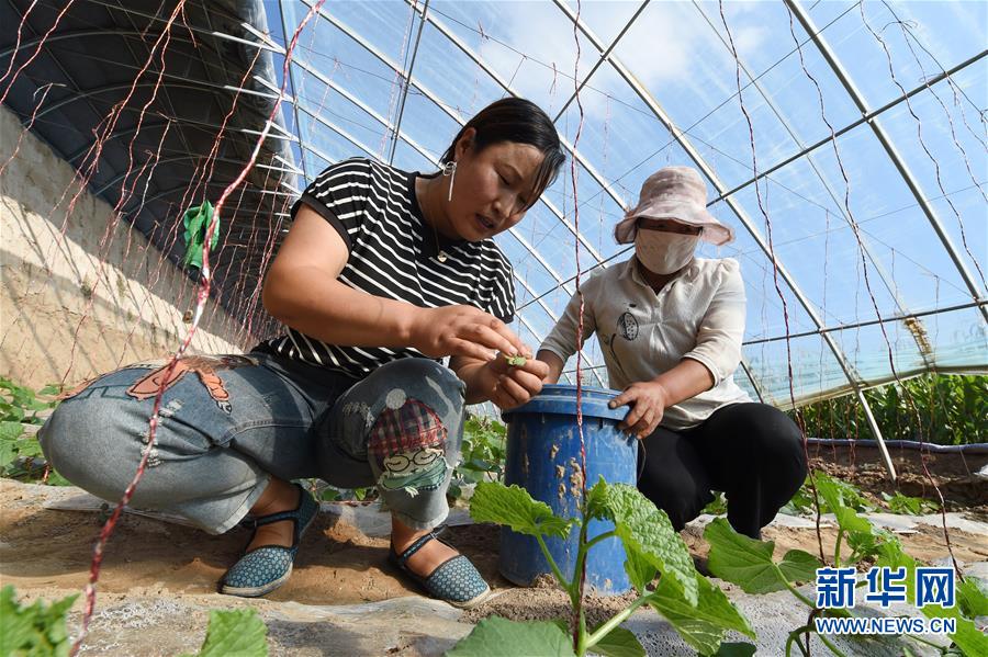 （新華全媒頭條·走向我們的小康生活·圖文互動）（5）“苦甲”不再，“甘味”綿長——脫貧攻堅(jiān)的甘肅味道