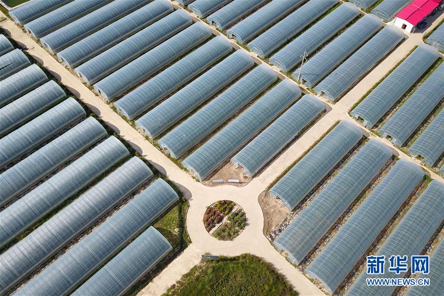 （新華全媒頭條·走向我們的小康生活·圖文互動）（11）“苦甲”不再，“甘味”綿長——脫貧攻堅(jiān)的甘肅味道