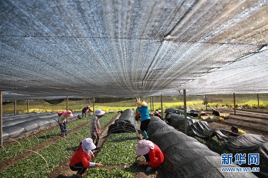 （新華全媒頭條·決戰(zhàn)決勝脫貧攻堅·督戰(zhàn)未摘帽貧困縣·圖文互動）（7）不獲全勝，決不收兵——全國52個掛牌督戰(zhàn)貧困縣脫貧攻堅紀實