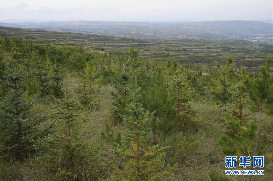 （決戰(zhàn)決勝脫貧攻堅(jiān)·圖文互動(dòng)）（1）甘肅定西黃土高坡上，有片“福州林”