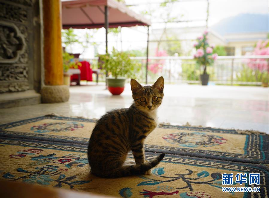 （走向我們的小康生活·決戰(zhàn)決勝脫貧攻堅·圖文互動）（3）甘青交界處的跨越——保安族、撒拉族的脫貧故事