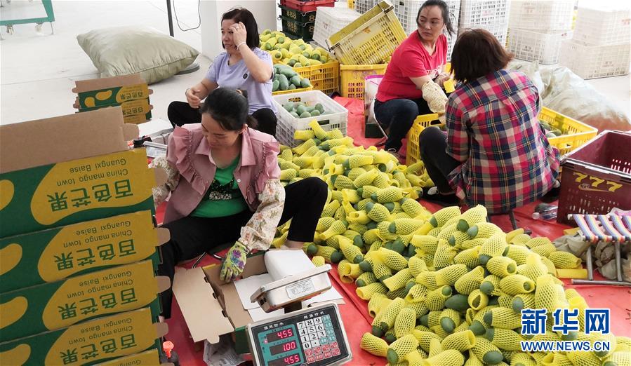 （決戰(zhàn)決勝脫貧攻堅·圖文互動）（3）同飲一江水 攜手“斬窮根”——深圳對口廣西河池、百色扶貧協(xié)作見聞