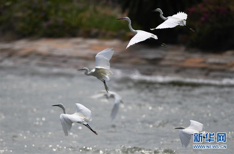 (特區(qū)40年?圖文互動)(4)廈庇五洲客 門納萬頃濤——廈門經(jīng)濟(jì)特區(qū)40年發(fā)展紀(jì)實(shí)