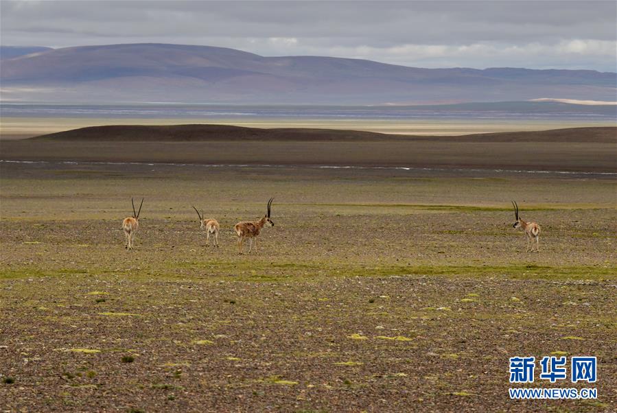 (新華全媒頭條·走向我們的小康生活·決戰(zhàn)決勝脫貧攻堅(jiān)·圖文互動(dòng))(4)兩次遷徙“搬窮”記——海拔最高縣雙湖的“戰(zhàn)貧故事”