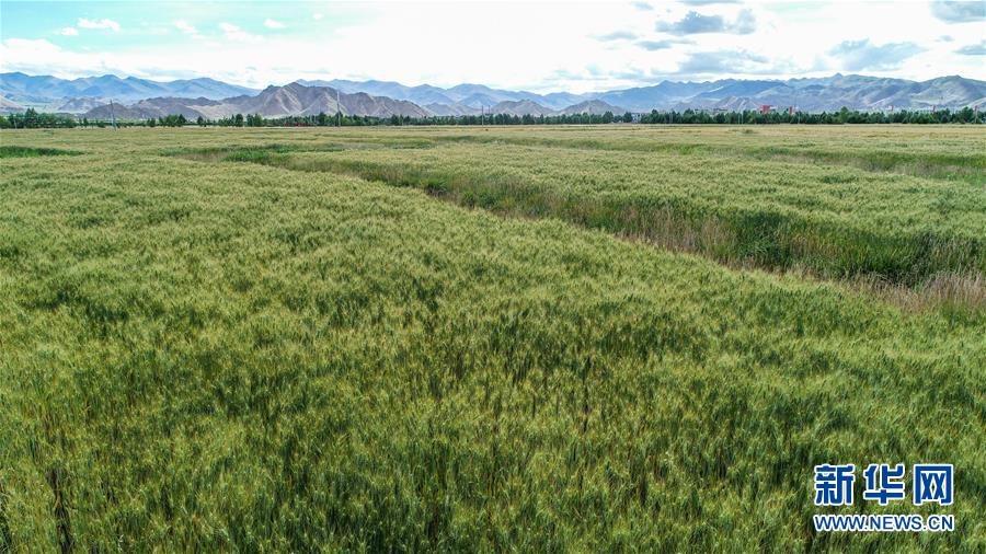 (走向我們的小康生活·圖文互動)(2)“無煙村”的新追求——西藏新時代文明鄉(xiāng)村成長記