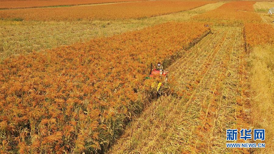 (決戰(zhàn)決勝脫貧攻堅·圖文互動)(1)內(nèi)蒙古巴林左旗:土笤帚“掃”出新生活