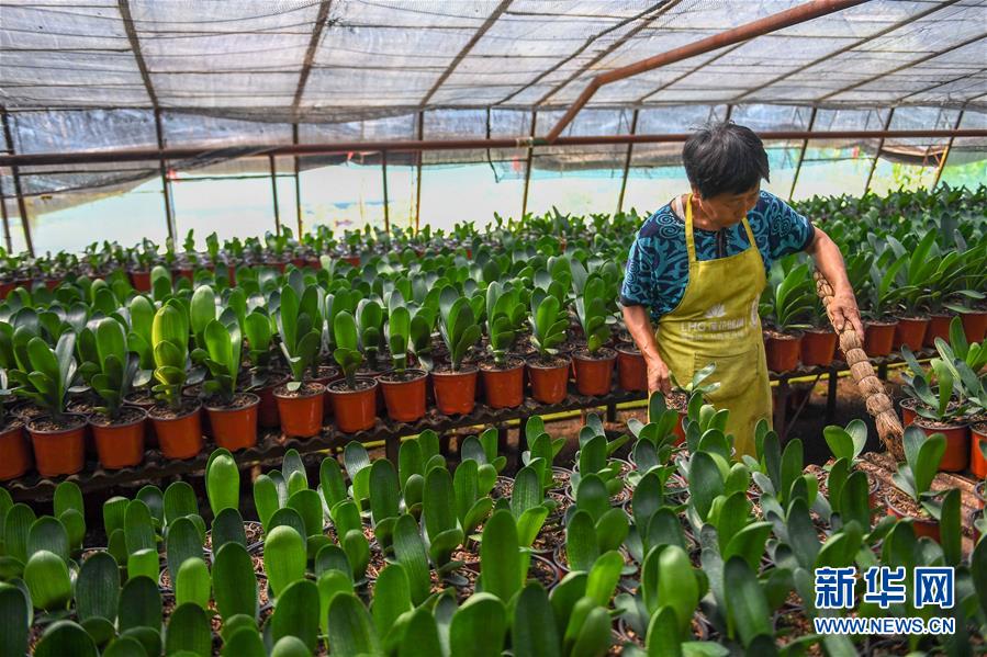 (決戰(zhàn)決勝脫貧攻堅·圖文互動)(3)君子蘭在脫貧攻堅戰(zhàn)場上“綻放”