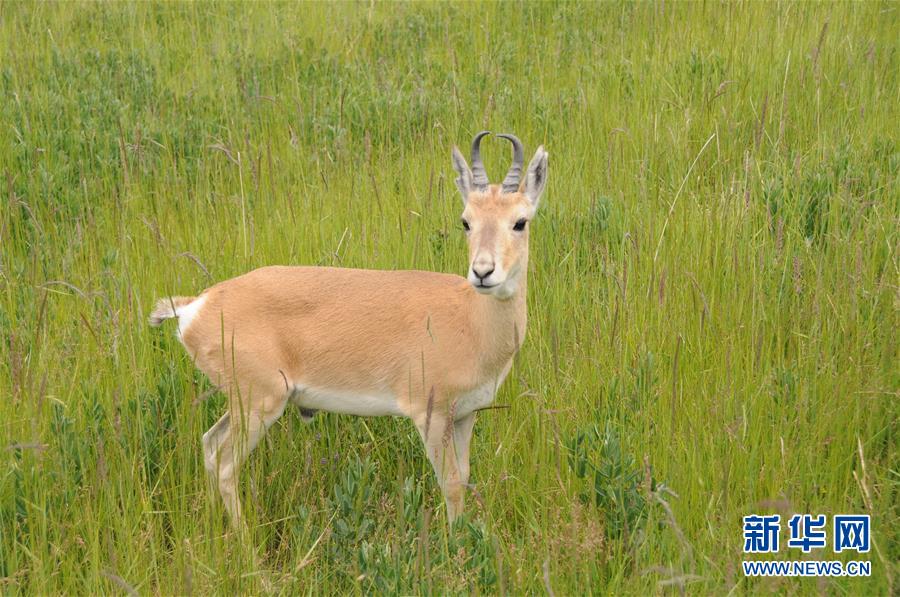 (新華全媒頭條·圖文互動(dòng))(11)大湖見證 ——持續(xù)保護(hù)讓青海湖生態(tài)華麗“蝶變”