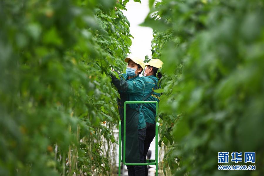 (五中全會(huì)精神在基層·圖文互動(dòng))(1)從黃土荒坡到萬(wàn)畝良田——蘭州新區(qū)現(xiàn)代農(nóng)業(yè)發(fā)展“變奏曲”