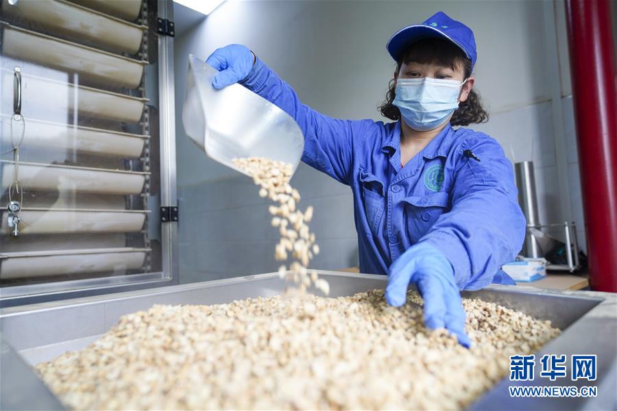 (決戰(zhàn)決勝脫貧攻堅·圖文互動)(2)重慶三峽庫區(qū)從“中華藥庫”里探尋脫貧致富“良方”