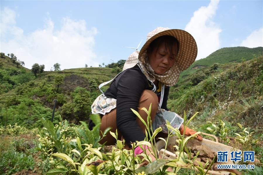 （新華全媒頭條·圖文互動(dòng)）（14）初夏，循著總書記的腳步探訪產(chǎn)業(yè)扶貧新事
