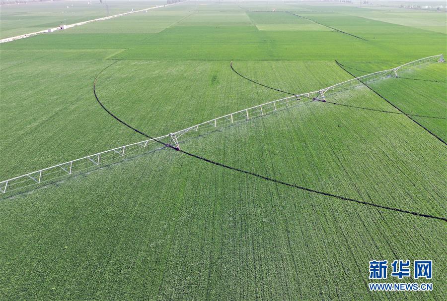 （在習(xí)近平新時代中國特色社會主義思想指引下——新時代新作為新篇章·習(xí)近平總書記關(guān)切事·圖文互動）（4）新農(nóng)事、新希望——夏收前田間新動態(tài)掃描