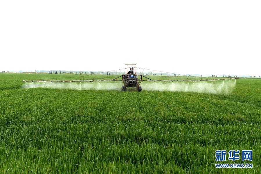 （在習(xí)近平新時代中國特色社會主義思想指引下——新時代新作為新篇章·習(xí)近平總書記關(guān)切事·圖文互動）（10）新農(nóng)事、新希望——夏收前田間新動態(tài)掃描