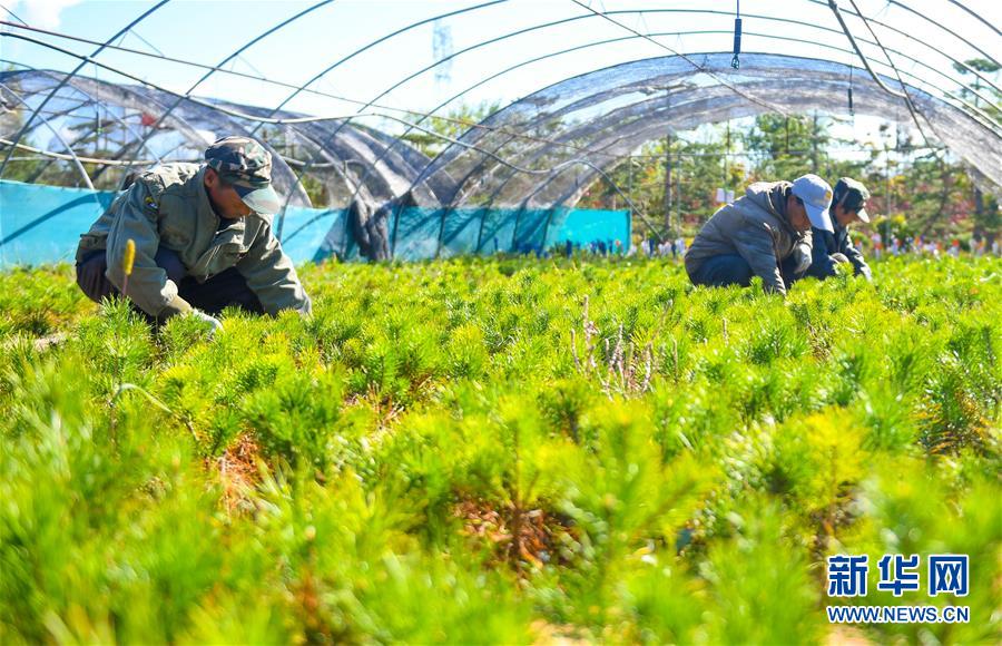 （在習(xí)近平新時代中國特色社會主義思想指引下——新時代新作為新篇章·習(xí)近平總書記關(guān)切事·圖文互動）（8）綠意，在黃沙中鋪展——我國防沙治沙紀(jì)實