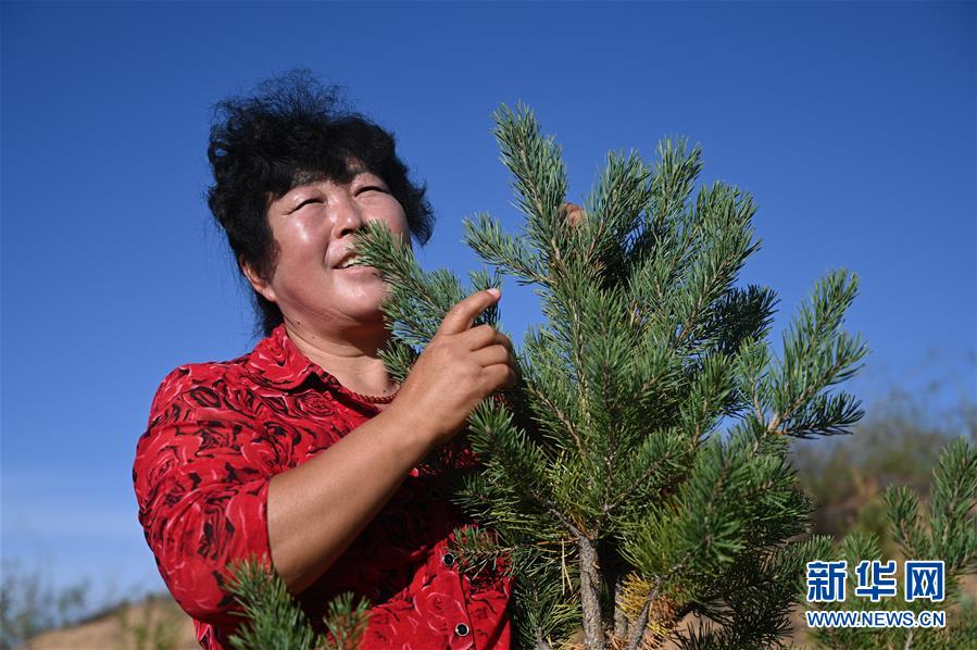 （在習(xí)近平新時代中國特色社會主義思想指引下——新時代新作為新篇章·習(xí)近平總書記關(guān)切事·圖文互動）（5）綠意，在黃沙中鋪展——我國防沙治沙紀(jì)實