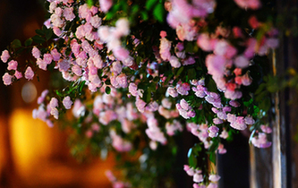 江蘇南京:夜色薔薇別樣美