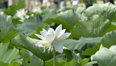 河北隆堯:夏日荷塘引客來(lái)