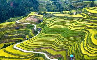 貴州從江:金黃稻田展秋日豐收畫卷