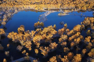 甘肅金塔:金秋胡楊美如畫