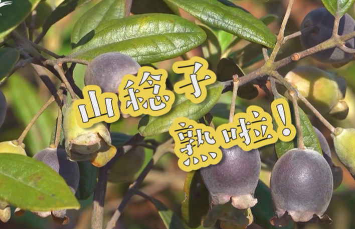 走向我們的小康生活丨山稔子熟啦！