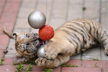 東北虎“幼兒園”:“萌娃”愛(ài)運(yùn)動(dòng)