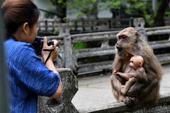 福建武夷山:獼猴與人和諧相處