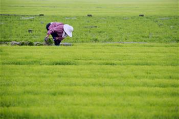 江蘇海安:夏日插秧忙