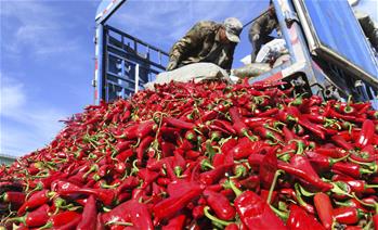 吉林通榆:辣椒豐收