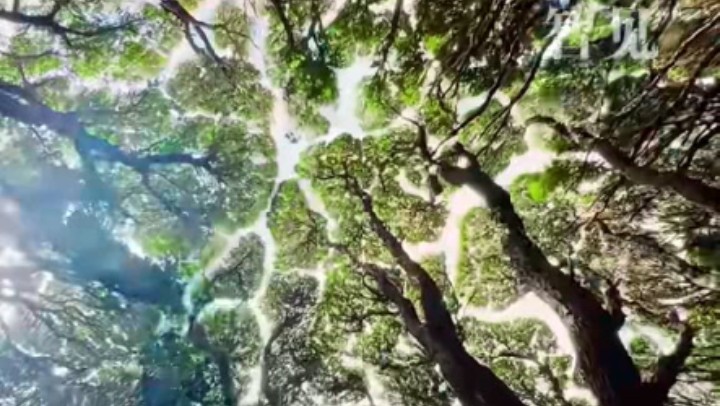 樹木為何會相互“禮讓”？
