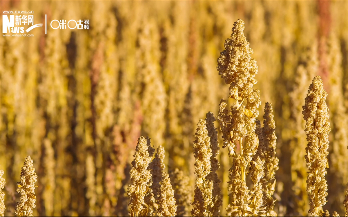 藜麥有極強的環(huán)境適應(yīng)能力和低成本、高回報的種植模式