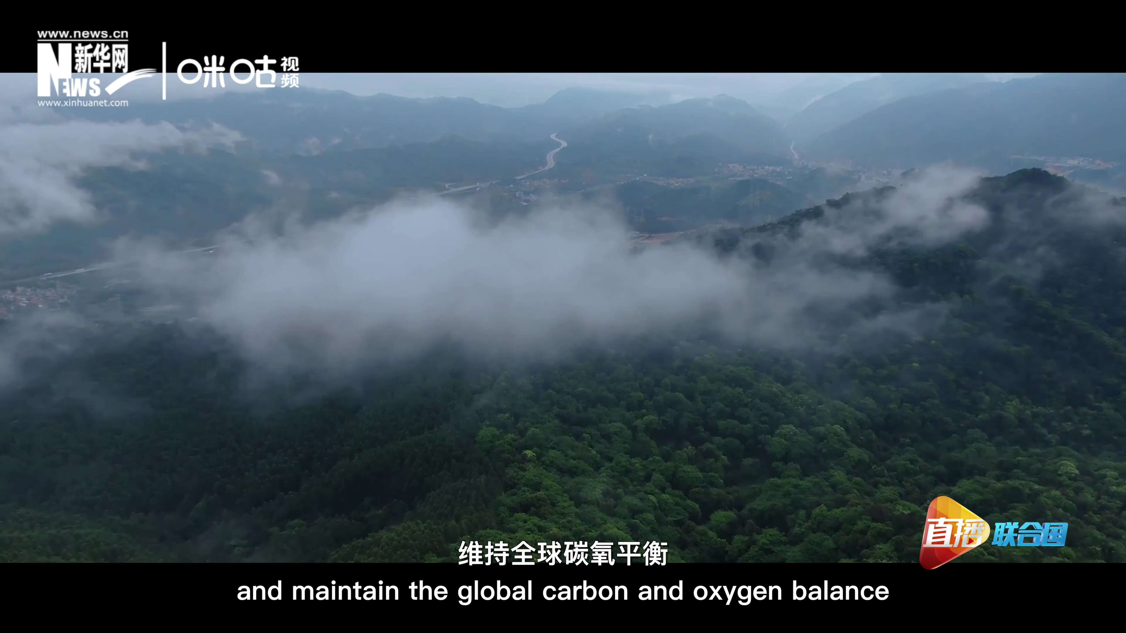 森林的碳匯可以協(xié)助減緩氣候變化，維持全球碳氧平衡