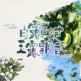 白露已過，玉露飄香