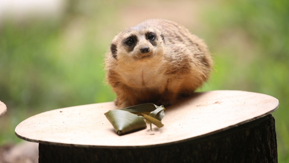 歡樂“粽”動員！小動物們吃上了“專屬”粽子