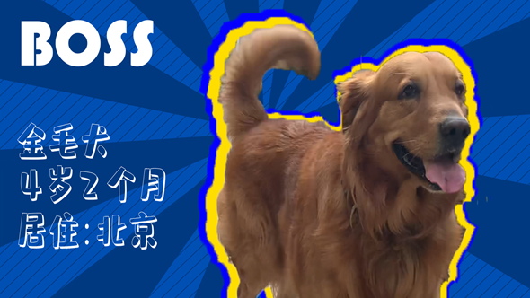 有效拴繩&科學(xué)遛狗——如何文明養(yǎng)犬？“撿屎官”們快看過來！