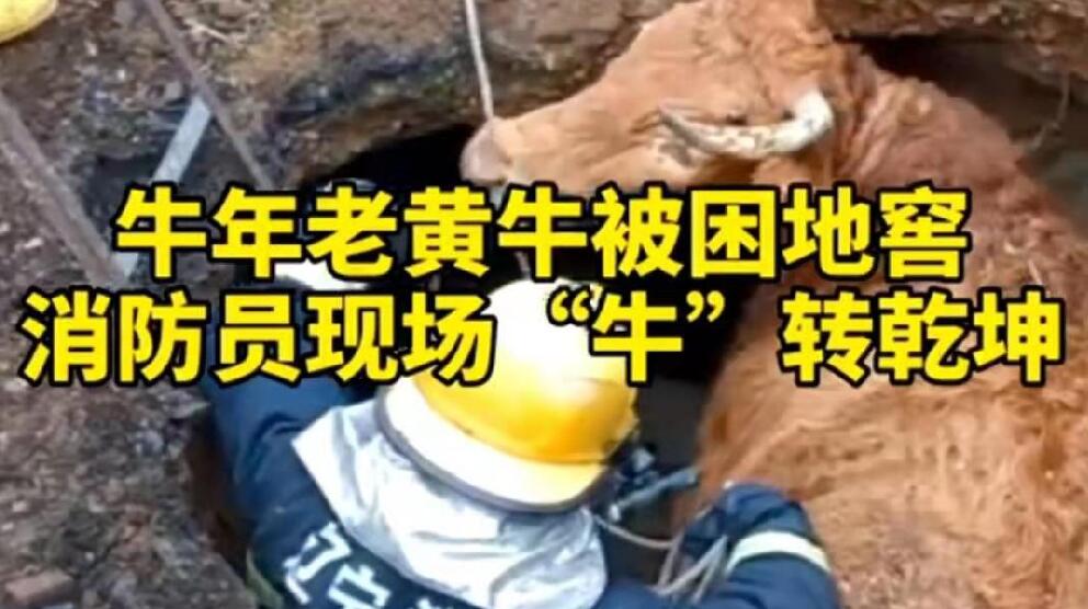 牛年老黃牛被困地窖，消防員現(xiàn)場(chǎng)“牛”轉(zhuǎn)乾坤！