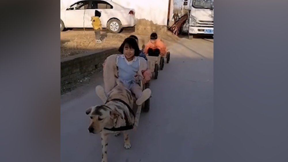 男子給孩子做縮小版小火車，家里的狗狗做動力拉著孩子上學