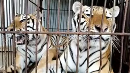 專(zhuān)家分析：老虎咬死飼養(yǎng)員事件 暴露哪些問(wèn)題？