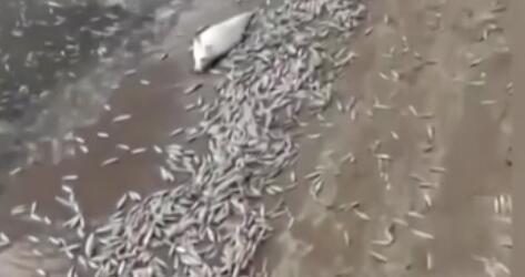 調(diào)查！藍綠藻暴發(fā) 俄多地魚類大規(guī)模死亡