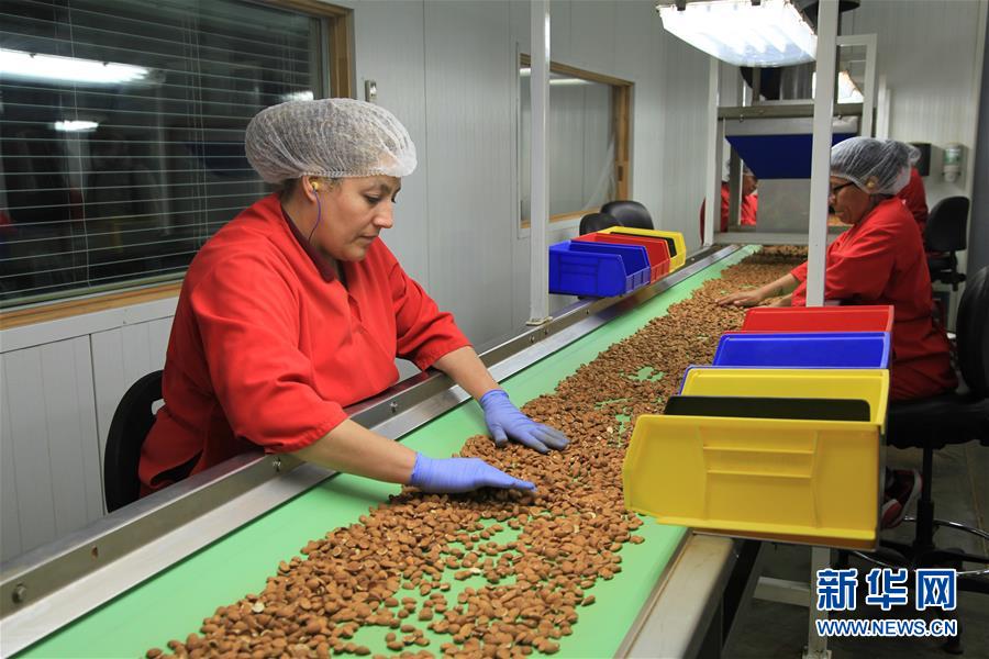 (國(guó)際·圖文互動(dòng))(1)加州巴旦木種植業(yè)農(nóng)民期待中美早日消除貿(mào)易摩擦