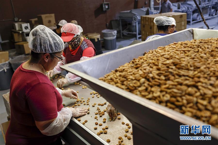 (國(guó)際·圖文互動(dòng))(7)通訊:期待美中盡早達(dá)成貿(mào)易協(xié)議——颶風(fēng)和關(guān)稅夾擊下的美國(guó)山核桃種植戶盼重回中國(guó)市場(chǎng)