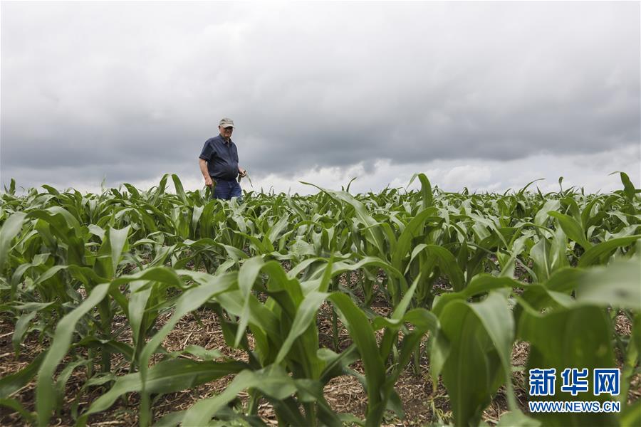 (國際·圖文互動(dòng))(3)通訊:貿(mào)易戰(zhàn)凸顯美國農(nóng)業(yè)發(fā)展隱憂