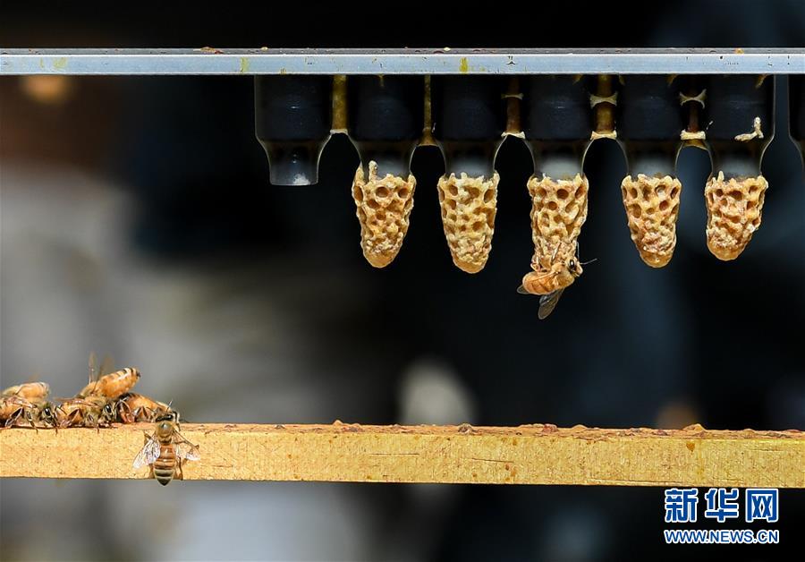 （第三屆進(jìn)博會·圖文互動(dòng)）（9）通訊：新西蘭的進(jìn)博會味道，甜