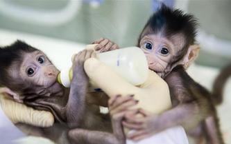世界生命科學(xué)重大突破！ 兩只克隆猴在中國(guó)誕生