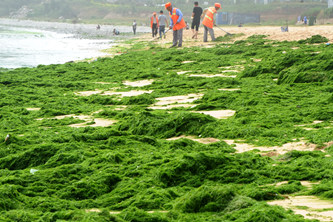 江蘇連云港:開展海灘滸苔清理作業(yè)
